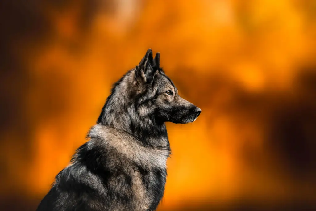 Tamaskan Tsume Larissa Balluch